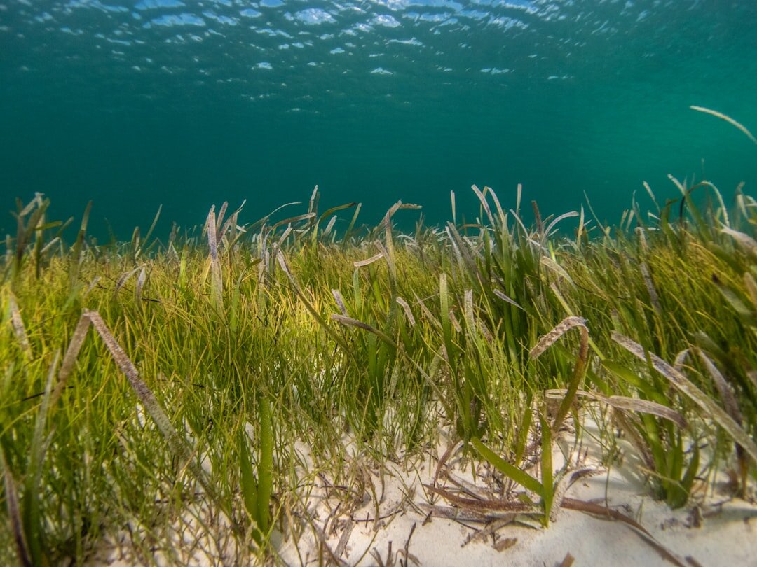 coastal restoration and conservation